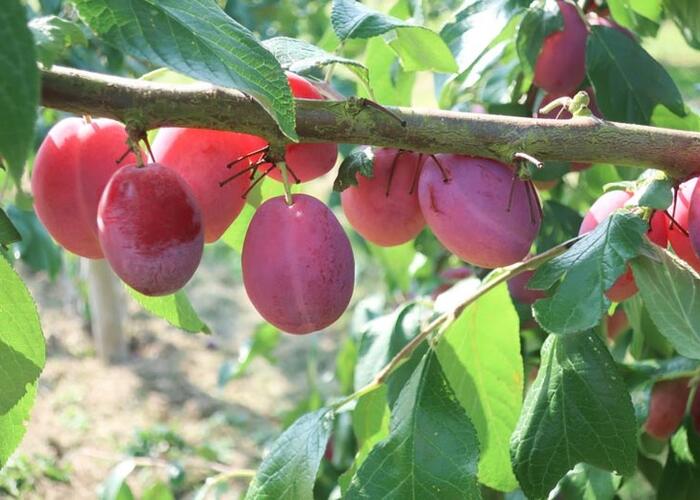 Švestka domácí - Prunus domestica