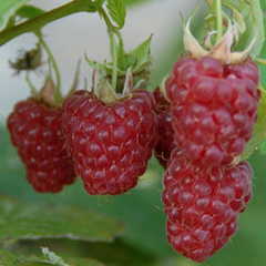 Maliník jednouplodící 'Tulameen' - Rubus idaeus 'Tulameen'