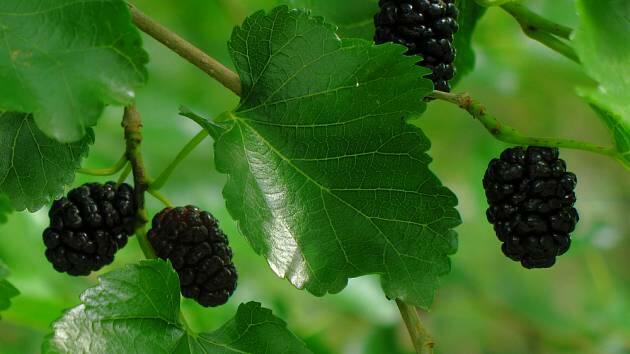 Morušovník černý 'Bzenecká' - Morus nigra 'Bzenecká'