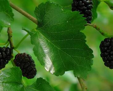 Morušovník černý 'Bzenecká'