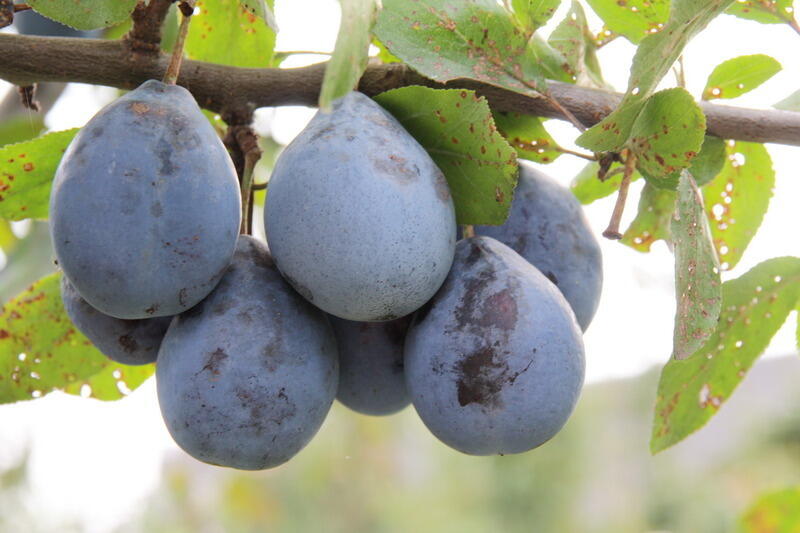 Pološvestka - pozdní 'Gabrovská' - Prunus domestica 'Gabrovská'