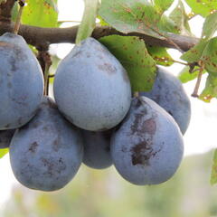 Pološvestka - pozdní 'Gabrovská' - Prunus domestica 'Gabrovská'