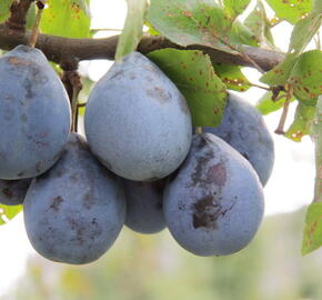 Pološvestka - pozdní 'Gabrovská' - Prunus domestica 'Gabrovská'