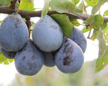 Pološvestka pozdní 'Gabrovská'