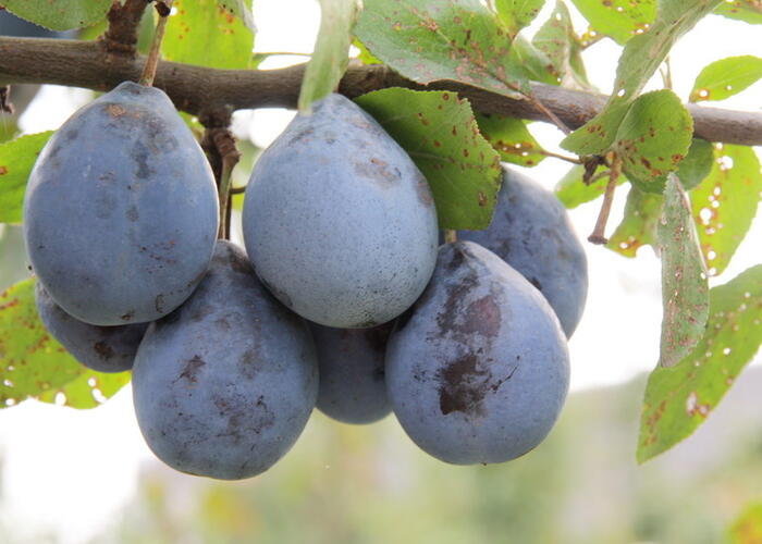 Pološvestka - pozdní 'Gabrovská' - Prunus domestica 'Gabrovská'