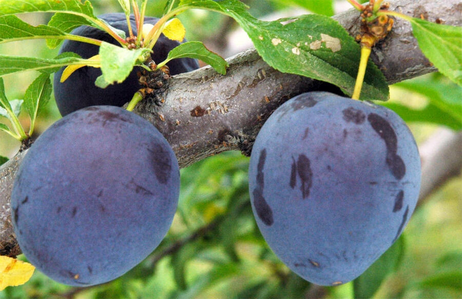 Švestka - pozdní 'Durancie' - Prunus domestica 'Durancie'