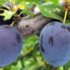 Švestka - pozdní 'Durancie' - Prunus domestica 'Durancie'