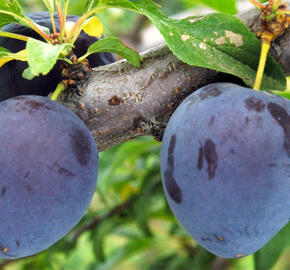 Švestka - pozdní 'Durancie' - Prunus domestica 'Durancie'