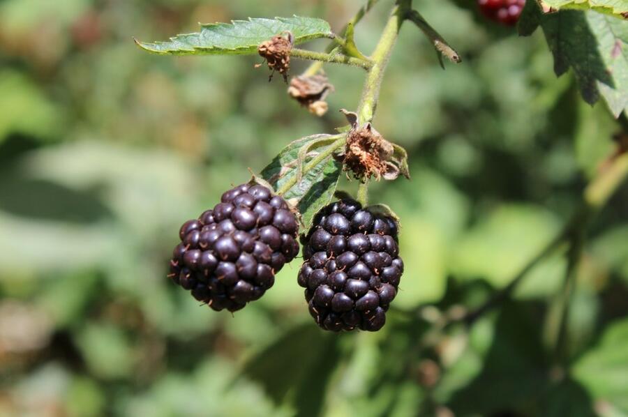 Ostružiník beztrnný 'Dirksen Thornless' - Rubus fruticosus 'Dirksen Thornless'