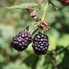 Ostružiník beztrnný 'Dirksen Thornless' - Rubus fruticosus 'Dirksen Thornless'