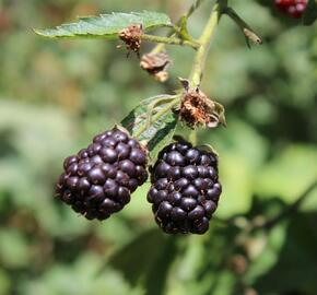 Ostružiník beztrnný 'Dirksen Thornless' - Rubus fruticosus 'Dirksen Thornless'
