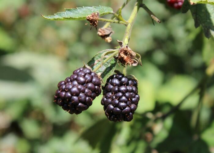 Ostružiník beztrnný 'Dirksen Thornless' - Rubus fruticosus 'Dirksen Thornless'