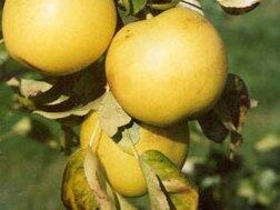 Hrušeň asijská, nashi podzimní 'Man Sun Gil' - Pyrus pyrifolia 'Man Sun Gil'