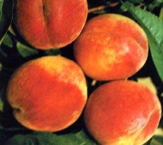 Broskvoň pozdní 'Flamingo'