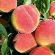Broskvoň - pozdní 'Fairhaven' - Prunus persica 'Fairhaven'