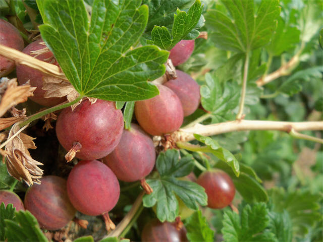 Angrešt červený beztrnný 'Worchester' - Grossularia uva-crispa 'Worchester'