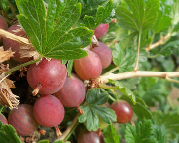 Angrešt červený beztrnný 'Worchester'