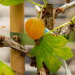 Angrešt žlutý 'Mucories' - Grossularia uva-crispa 'Mucories'