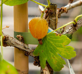 Angrešt žlutý 'Mucories' - Grossularia uva-crispa 'Mucories'