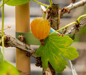 Angrešt žlutý 'Mucurines'