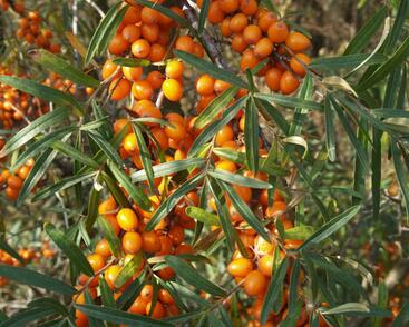 Rakytník řešetlákový pár 'Leikora' a 'Pollmix' duo'