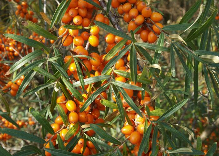 Rakytník řešetlákový pár 'Leikora' a 'Pollmix' duo' - Hippophae rhamnoides 'Leikora' a 'Pollmix' duo