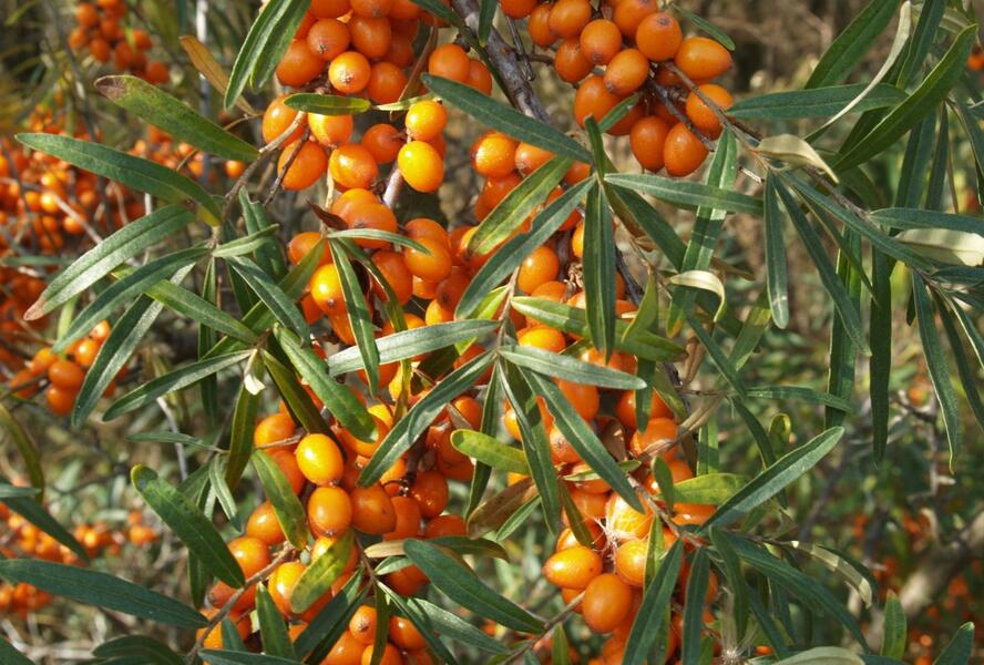 Rakytník řešetlákový pár 'Leikora' a 'Pollmix' duo' - Hippophae rhamnoides 'Leikora' a 'Pollmix' duo