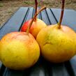 Hruškojeřáb 'Hrušeň tatarova' - Sorbopyrus 'Hrušeň tatarova'