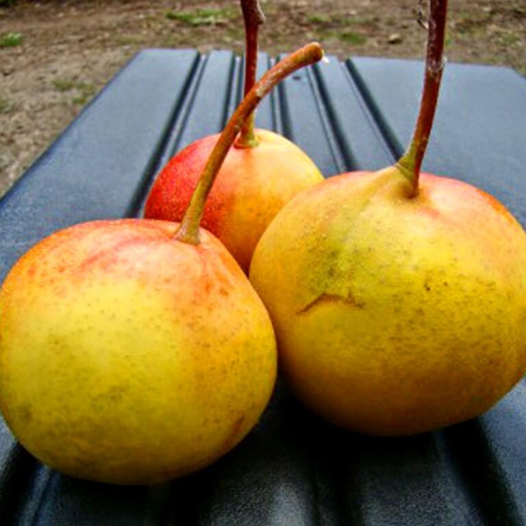 Hruškojeřáb podzimní 'Tatarova' - Sorbopyrus auricularis 'Tatarova'