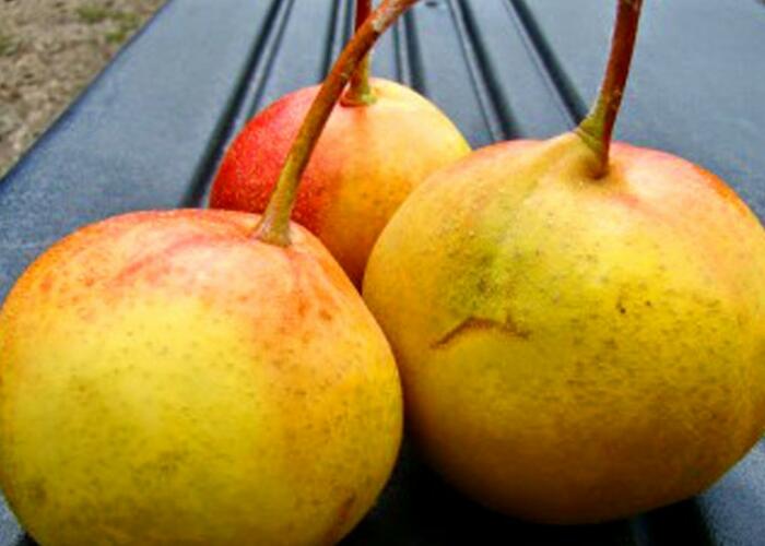 Hruškojeřáb 'Hrušeň tatarova' - Sorbopyrus 'Hrušeň tatarova'