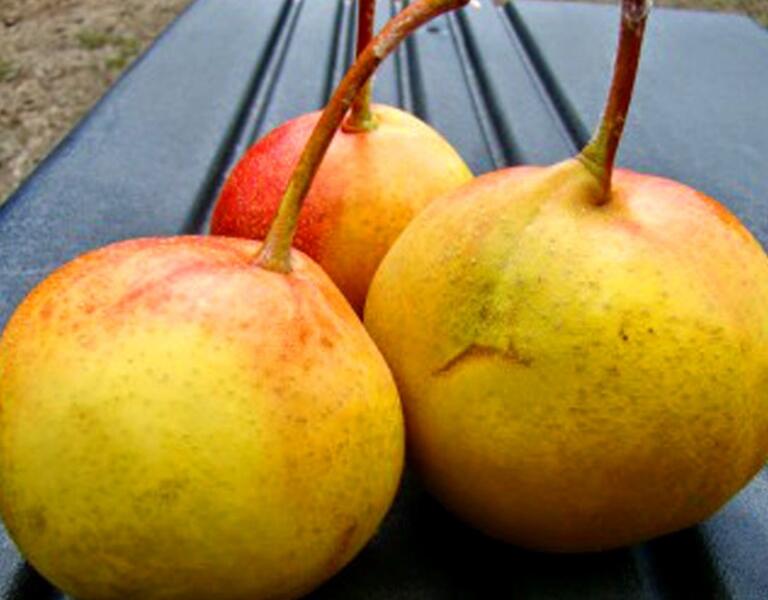 Hruškojeřáb podzimní 'Tatarova' - Sorbopyrus auricularis 'Tatarova'