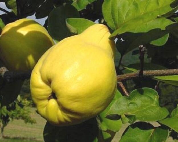 Kdouloň obecná 'Pinterowa' - Cydonia oblonga 'Pinterowa'