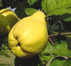 Kdouloň obecná 'Pinterowa' - Cydonia oblonga 'Pinterowa'