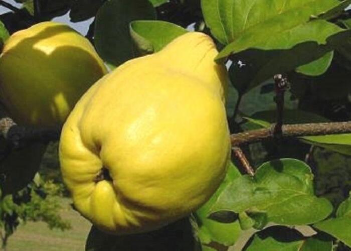Kdouloň obecná 'Pinterowa' - Cydonia oblonga 'Pinterowa'