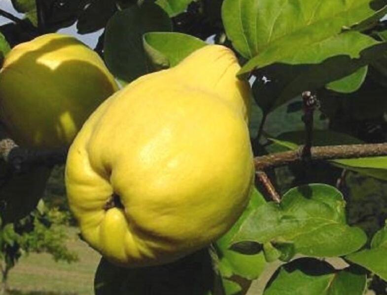 Kdouloň obecná 'Pinterowa' - Cydonia oblonga 'Pinterowa'