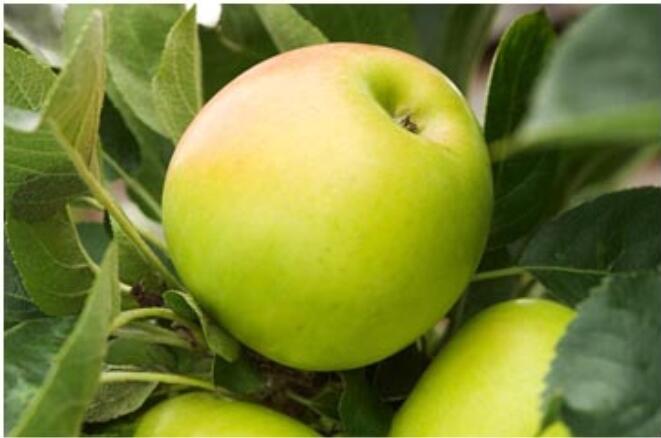 Jabloň podzimní 'Bolero' - Malus domestica 'Bolero'