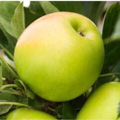 Jabloň podzimní 'Bolero' - Malus domestica 'Bolero'