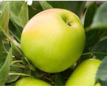 Jabloň podzimní 'Bolero'