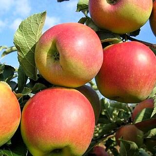 Jabloň podzimní 'Charlotte' - Malus domestica 'Charlotte'