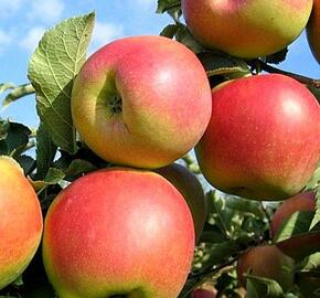 Jabloň domácí 'Charlotte' - Malus domestica 'Charlotte'