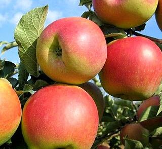 Jabloň podzimní 'Charlotte'