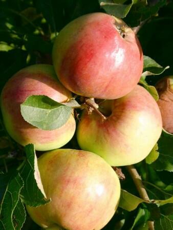 Jabloň zimní 'Polka' - Malus domestica 'Polka'