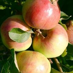 Jabloň zimní 'Polka' - Malus domestica 'Polka'