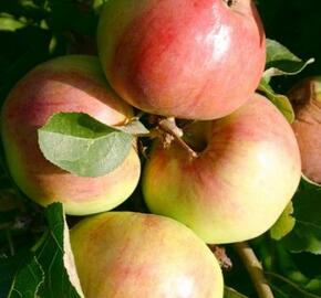 Jabloň zimní 'Polka' - Malus domestica 'Polka'