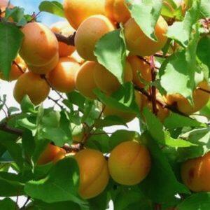 Meruňka raná 'Perla' - Prunus armeniaca 'Perla'
