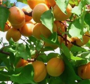 Meruňka raná 'Perla' - Prunus armeniaca 'Perla'