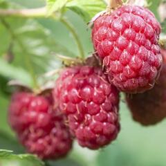 Maliník jednouplodící 'Schönemann' - Rubus idaeus 'Schönemann'