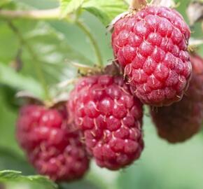 Maliník jednouplodící 'Schönemann' - Rubus idaeus 'Schönemann'