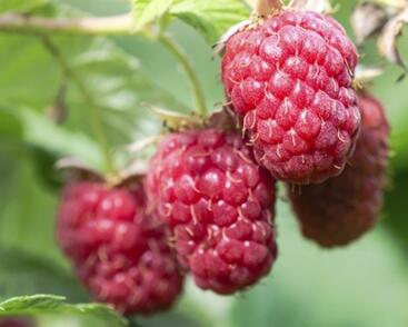 Maliník jednouplodící 'Schönemann'