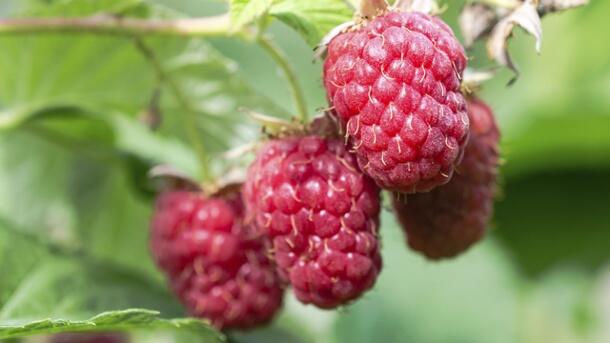 Maliník jednouplodící 'Schönemann' - Rubus idaeus 'Schönemann'